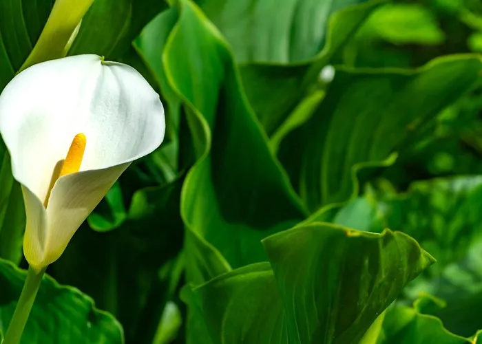 Vitorio Apartamento *